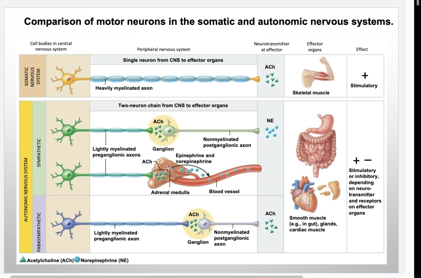 <p>Somatic nervous system vs ANS</p>