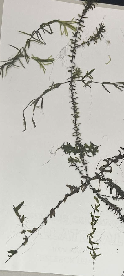 <p>plant?</p>