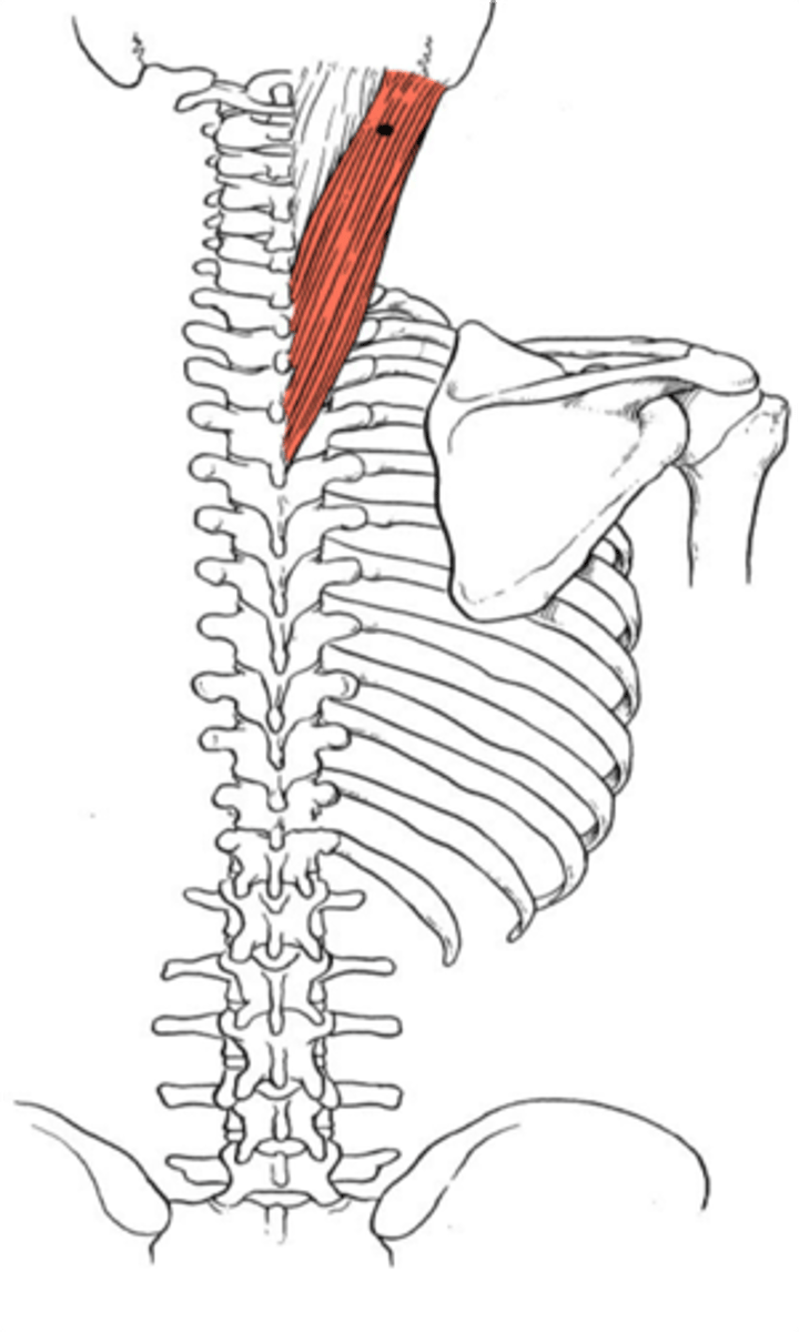 <p>mastoid process, lateral 3rd of superior nuchal line of occipital bone</p>