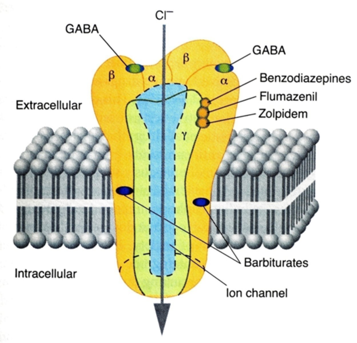 <p>Agonist binding site</p><p>It is between the alpha and beta subunits (alpha beta interface)</p>