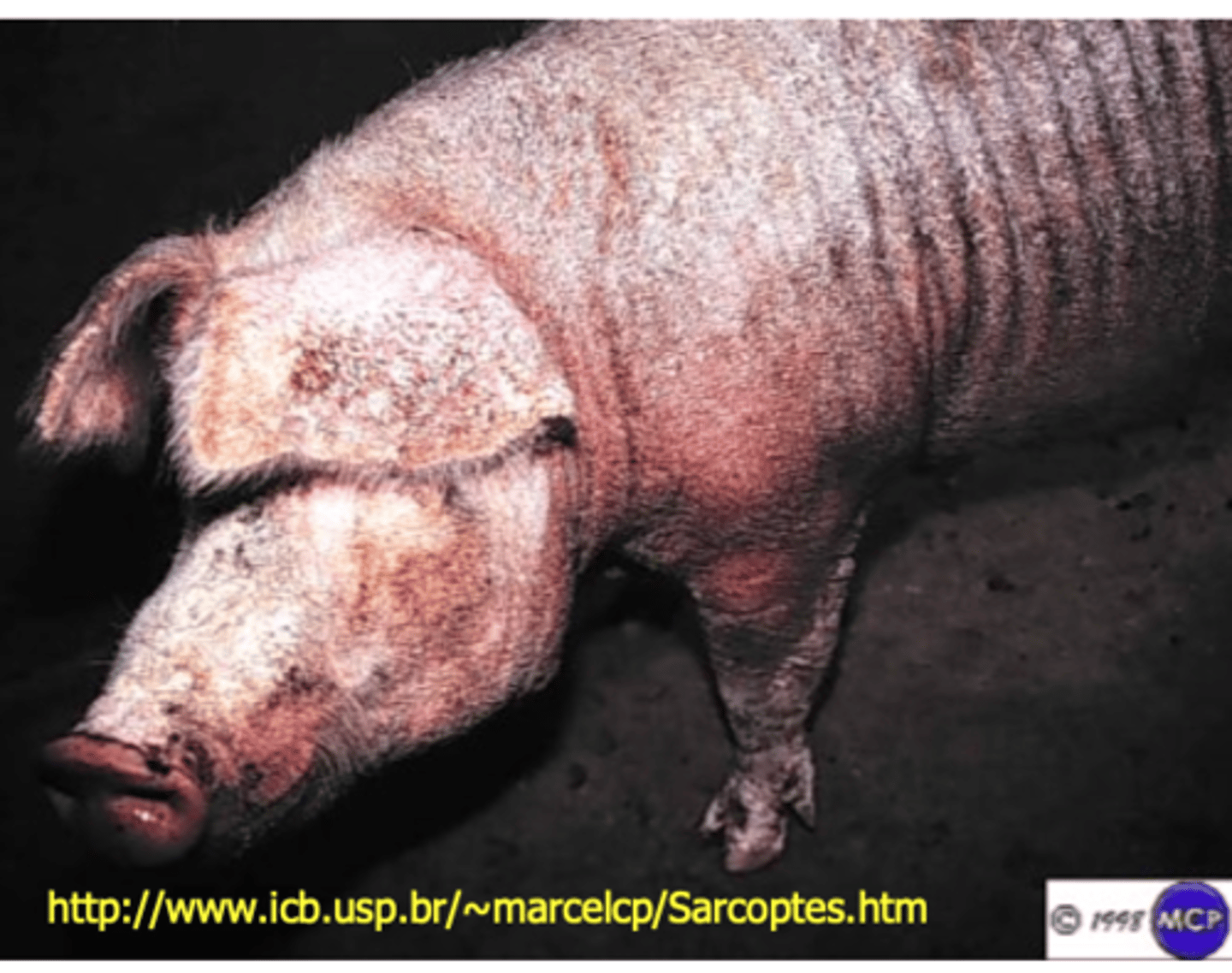 <p>• Seen commonly in adult or in debilitated animals:</p><p>• Thick crusts (asbestos type) in the ears, on the head, forehead, neck, legs, tail etc;</p><p>• The skin is thickened and wrinkled;</p><p>• Pruritus is reduced</p><p>• Most sows and boars might have lesions (crusts) only on the inner surface of the ears without other obvious clinical signs -&gt; source of infestation!!</p>