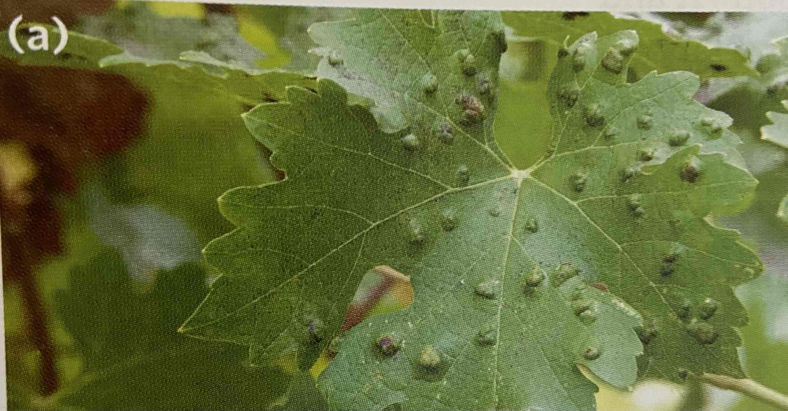 <p>Gall</p>