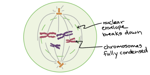 <p>This is the ________ stage of mitosis</p>