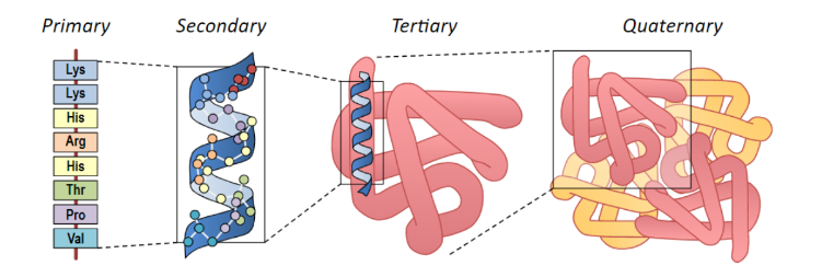 <ul><li><p>In prokaryotes, the absence of a nuclear membrane allows translation to occur immediately after transcription</p></li><li><p>In eukaryotes, translation will occur at one of two distinct locations:</p><ul><li><p>Free ribosomes (cytosolic) synthesise proteins for use primarily within the cell</p></li><li><p>Bound ribosomes (rough ER) synthesise proteins for secretion (or lysosomes)</p></li></ul></li><li><p>Proteins produced by the rough endoplasmic reticulum are typically transported via vesicles to the Golgi apparatus for secretion</p></li><li><p>Polypeptides fold into unique shapes which may be essential to their function and role</p></li><li><p>Their final structure is determined by the sequence of amino acids that was coded for in the gene that was transcribed and translated</p></li></ul>