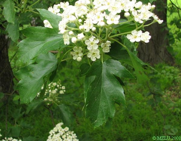 <p>jeřáb břek</p>