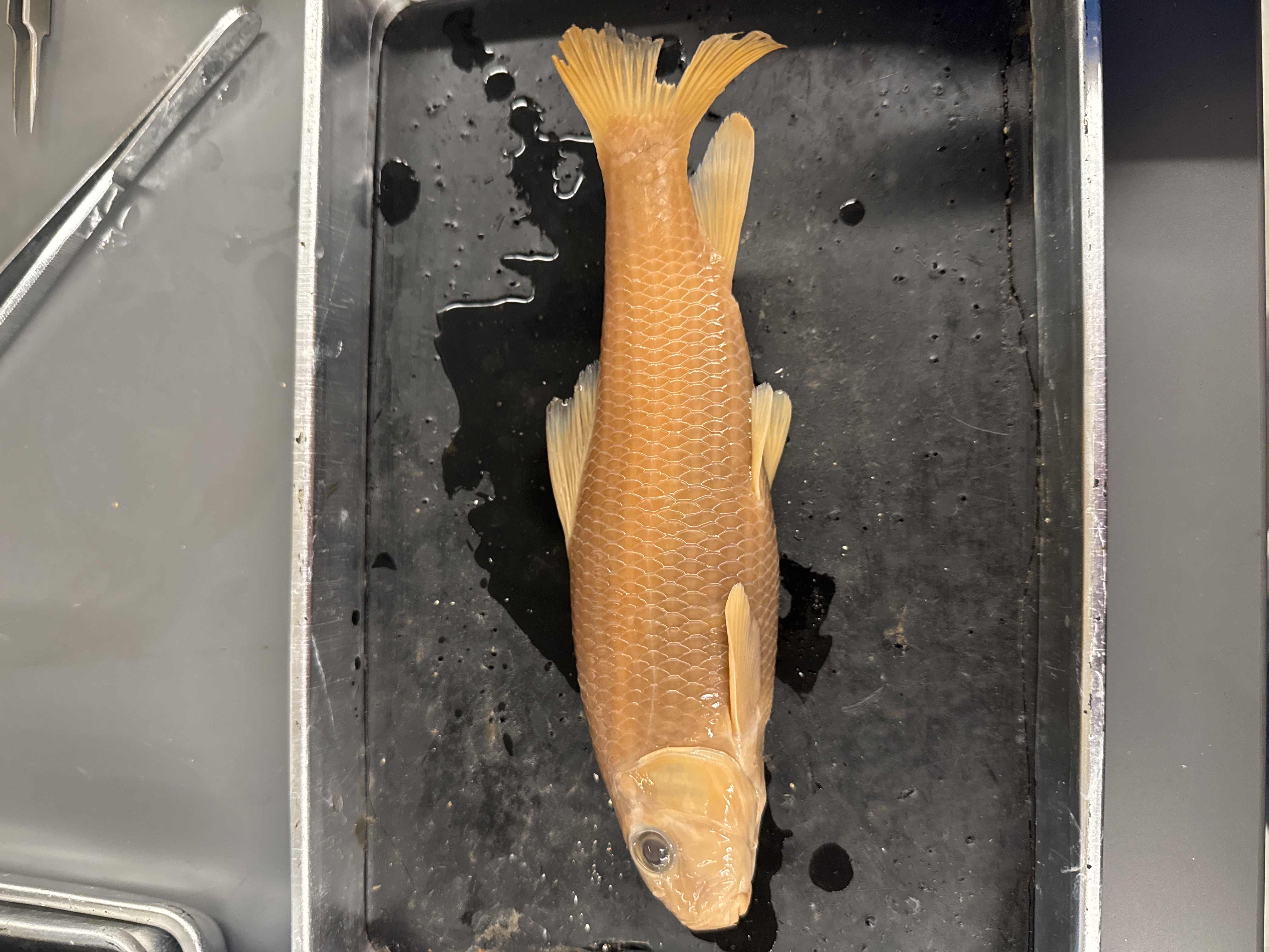 <p>Family:</p><p>Species:</p><p>Scientific:</p>