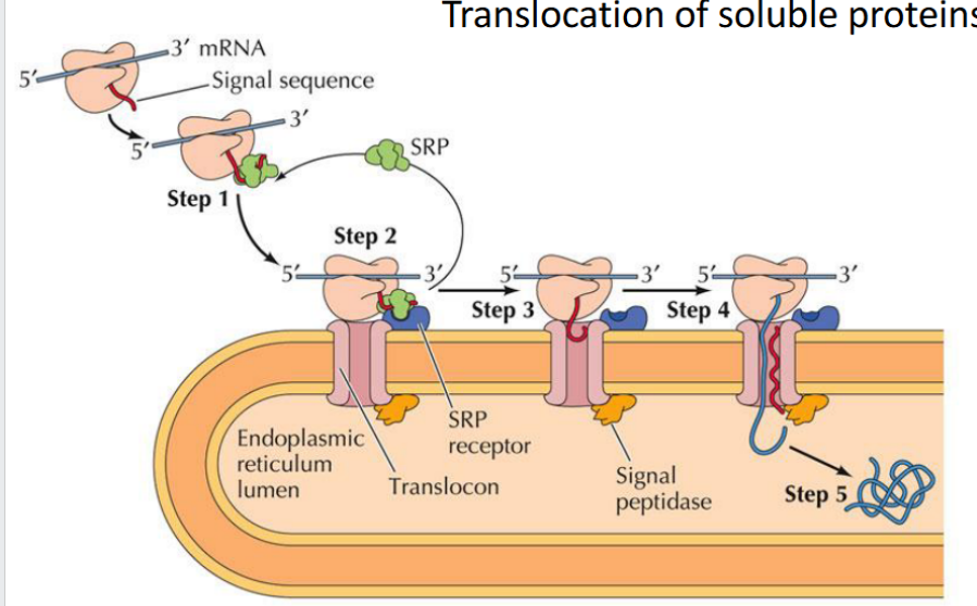 <p>The <strong>signal sequence</strong> guides the protein into the ER, exits through the <strong>translocon’s lateral gate</strong>, and is then <strong>cleaved and degraded</strong></p><p>The rest of the protein continues into the <strong>ER lumen</strong>, where it folds and may undergo modifications like glycosylation</p>