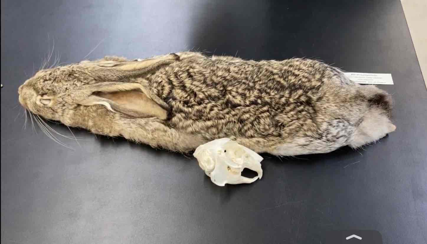 <ul><li><p>Order Lagomorpha</p></li><li><p>fam- Leporidae</p></li></ul><p>Large and long eared with a black patch at the tip of the ear. upperparts dark and sprinkled with black, underparts lighter and buffy. top of tail with a black stripe that extends onto the rump. herbivorous, feeding on crops, cactus, sagebrush, mesquite, and grasses/ herbs. UPPER INCISSORS. </p>