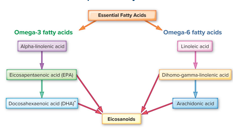 <ul><li><p>cannot be made by the body</p></li><li><p>alpha-linolenic acid (Omega 3) —> make EPA + DHA</p></li><li><p>linoleic acid (Omega-6) —> make ARA</p></li></ul><p></p>