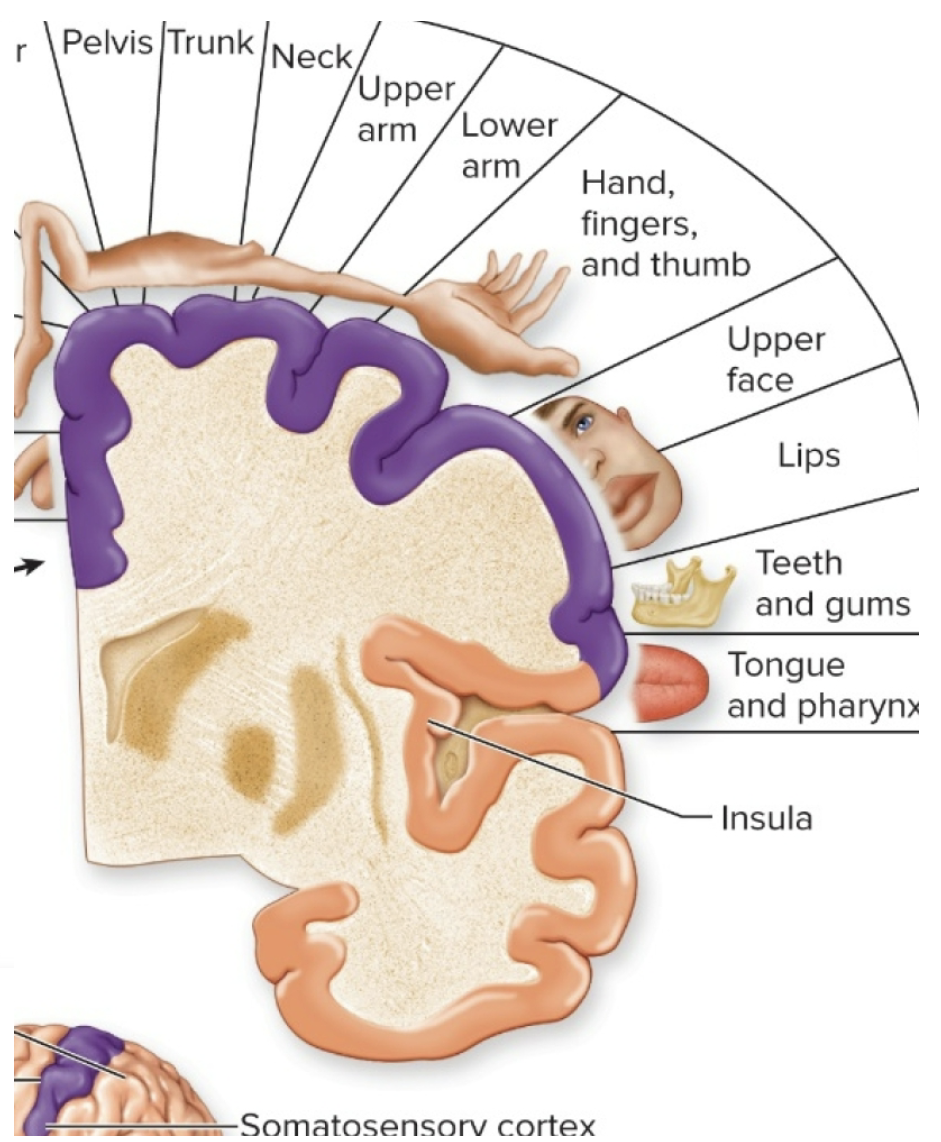 <p>Receptive Fields and Sensory Acuity</p>
