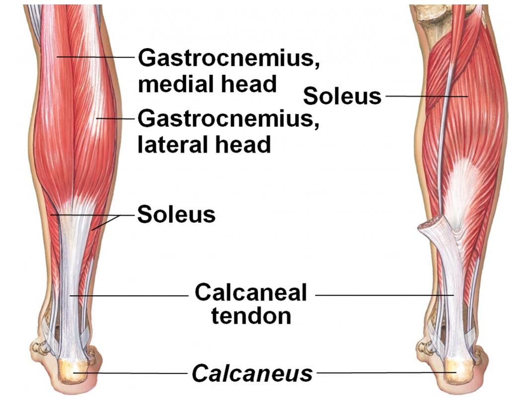<p>Location:</p><ul><li><p>posterior compartment of the lower leg</p></li><li><p>deep to the gastrocnemius muscle</p></li></ul><p></p><p>Function:</p><ul><li><p>primary plantar flexor of the ankle</p></li><li><p>crucial for walking, running, and maintaining upright posture</p></li><li><p>"skeletal muscle pump" to assist in venous blood return</p></li></ul><p></p>