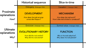 <ul><li><p>ontogeny </p></li><li><p>causation </p></li><li><p>eveloution </p></li><li><p>survival value </p></li></ul>