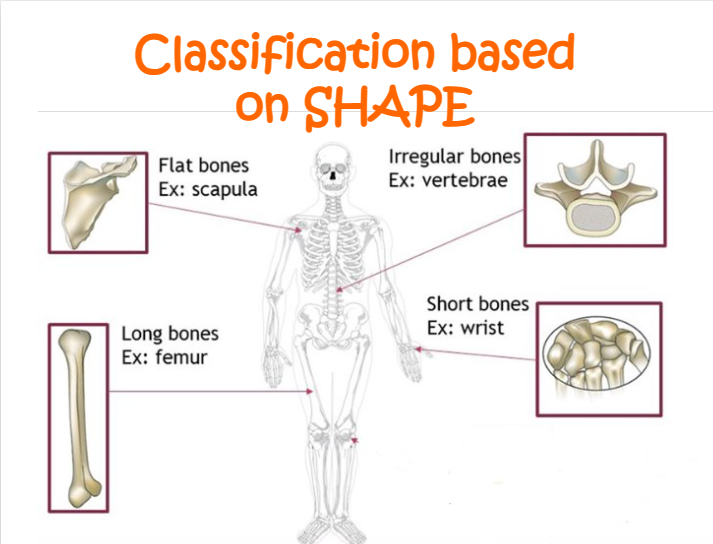 <p>a. flat bones (ex: scapula)</p><p>b. irregular bones (ex: vertabae)</p><p>c. long bones (ex: femur)</p><p>d. short bones (ex: wrist)</p>
