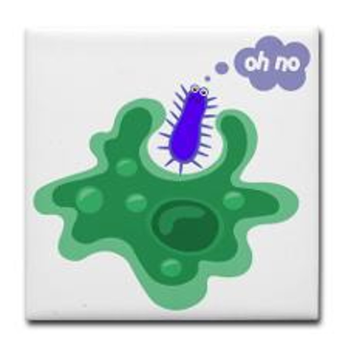 <p>type of white blood cell the engulfs dead cells</p>