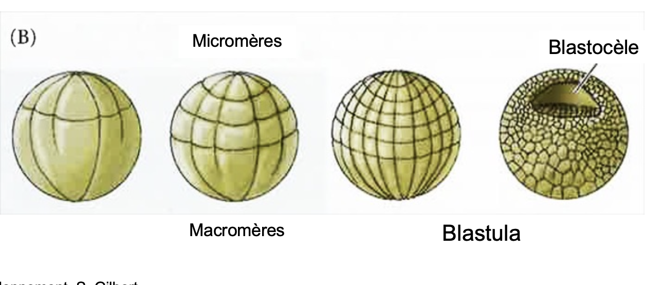 <p>C’est une répétition des 3 premiers sillons</p>