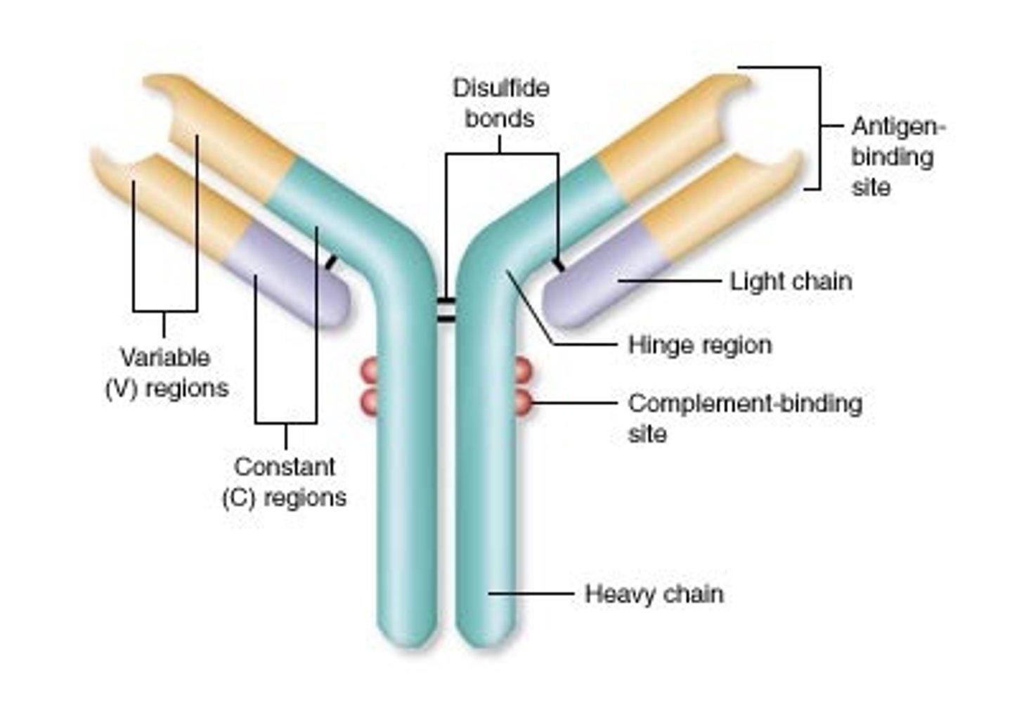 <p>Proteins that destroy infectious agents</p>