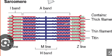 <p>What is the A band in a sarcomere?</p>