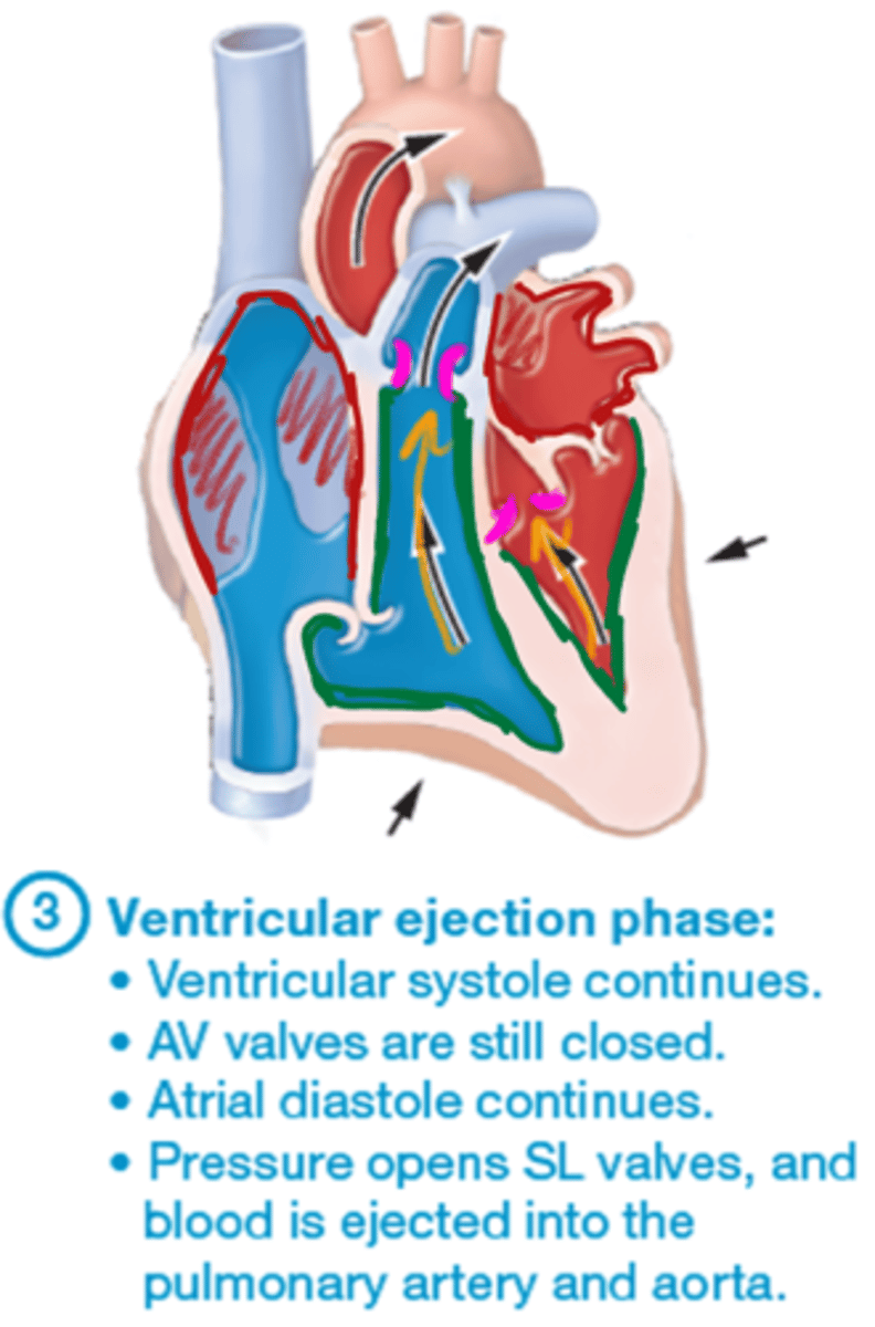<p>-ventricular systole continues</p><p>-AV valves are still closed</p><p>-atrial diastole continues</p><p>-pressure opens SL valves, and blood is ejected into the pulmonary artery and aorta</p>