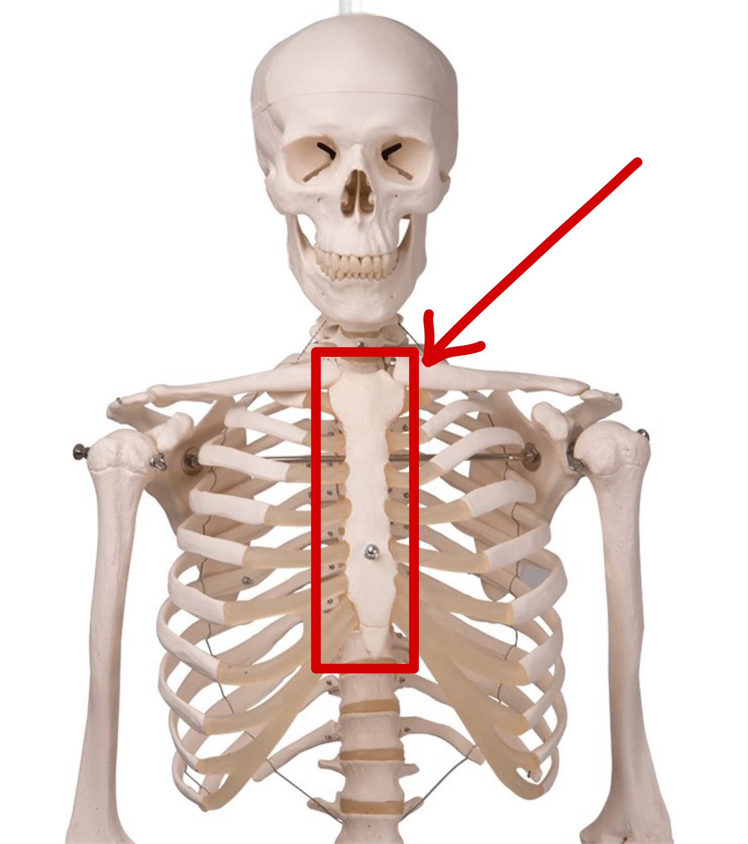 <p>Name this bone</p>