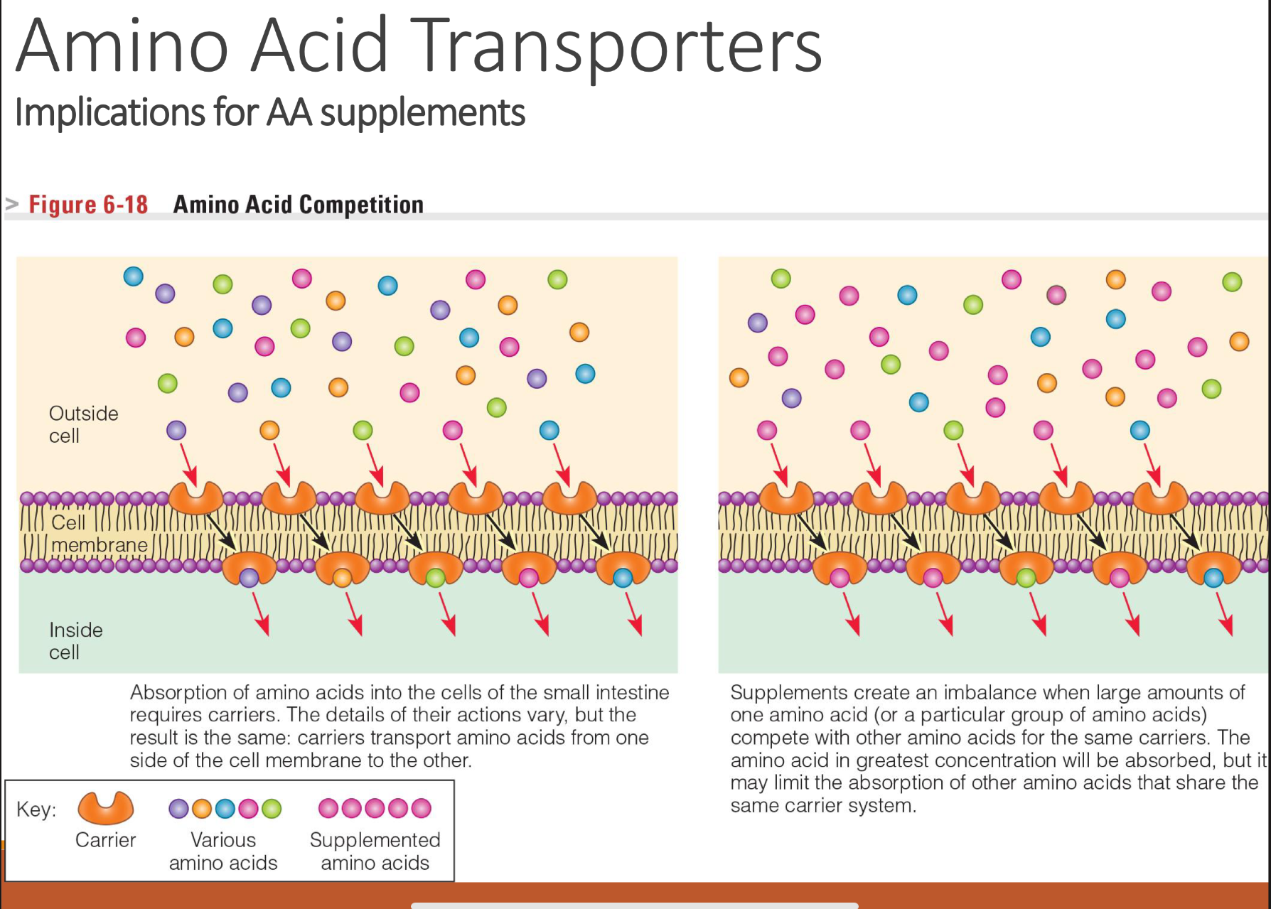 <p><span>Unbalanced supplementation (like huge doses of one amino acid) can reduce absorption of others.</span></p><ul><li><p>Amino acids <strong>cannot diffuse freely</strong> across membranes.</p></li><li><p>They need <strong>specific transporters</strong> (carrier proteins).</p></li><li><p>Each transporter can carry multiple amino acids with similar <strong>size, charge, or structure</strong>.</p></li><li><p>→ This leads to <strong>competition</strong>: if two amino acids use the same transporter, they can interfere with each other’s absorption or uptake.</p></li></ul><p></p>