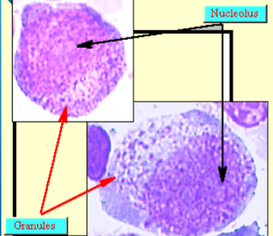 <p>cell, description</p>