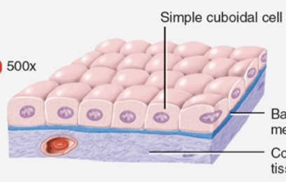<p>a single layer of cube-shaped cells; round, centrally located nucleus. </p><p>functions: secretion and absorption</p><p>found in ovaries and kidneys</p><p></p>