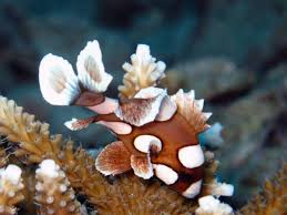 <p>Harlequin/Many Spotted Sweetlips </p>