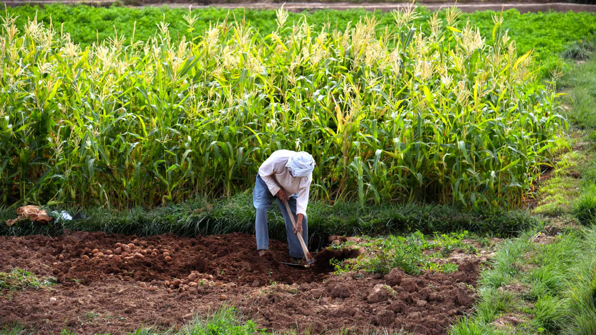 <p>Intensive agriculture</p>
