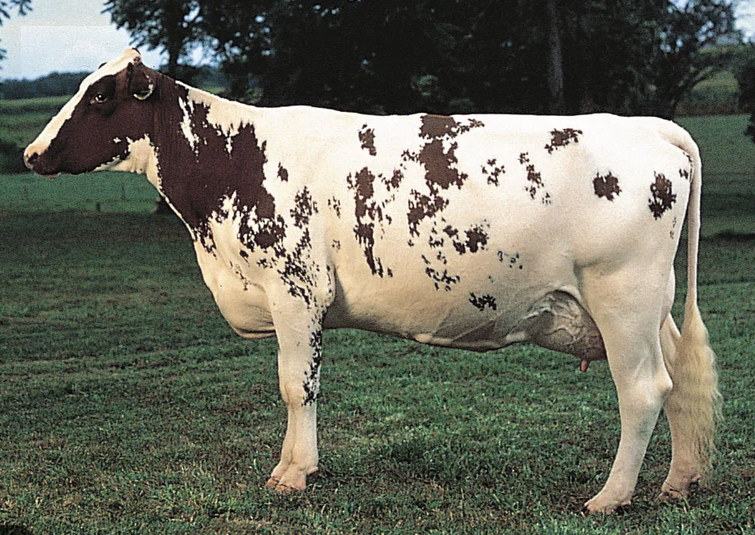 <p>-arrived in 1848</p><p>-Aryshire Cattle Society founded in 1891</p><p>-majority in NSW, VIC</p><p>-red, brown, white, some all white</p><p>-horns, long and curved</p><p>-medium</p><p>-average production</p><p>-large newborns</p>