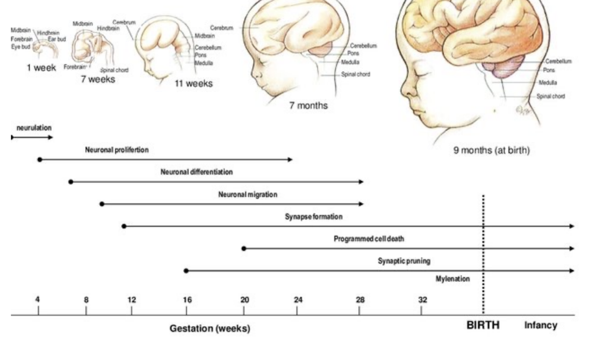 <ul><li><p>At the beginning called neuroblasts, but then differentiate into much more complex structure, growing dendrites in all different directions, then into full fledged neuron&nbsp;</p></li><li><p>Takes place in many phases – both prenatally and postnatally&nbsp;</p><ul><li><p>Production of neurons &amp; glia, cell migration, and onset of molecular differentiation &amp; connectivity occur prenatally</p></li><li><p>Unique cellular patterns &amp; neurochemical maturation — around time of birth</p></li><li><p>Extensive neuronal growth, synaptic formation &amp; refinement postnatally</p></li></ul></li></ul>