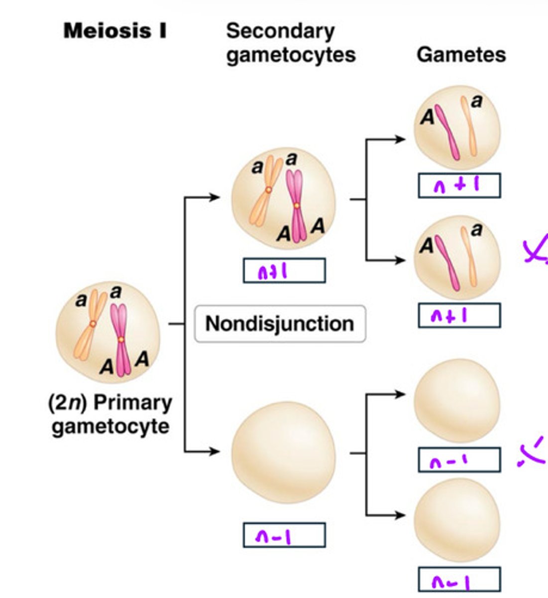 <p>results in a greater amount of empty cells</p>