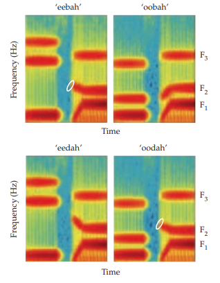 <p>syllables are perceives based on change of relative energy (change in the spectrum)</p>