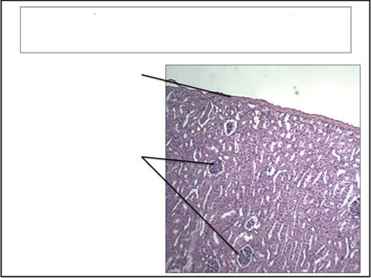 <p>identify this organ/structure</p>