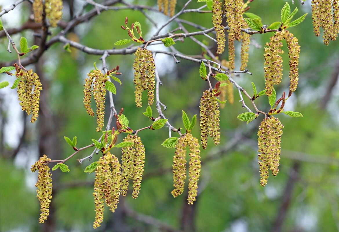 <p><strong>Alder (<em>Alnus</em>)</strong></p><ul><li><p class="">Rounded leaves with toothed edges, often notched tip</p></li><li><p class="">Woody cone-like fruits</p></li><li><p class="">Found near water, riverbanks</p></li><li><p class="">Catkins - reddish yellow, drooping flower clusters</p></li></ul><p></p>