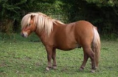 What horse breed?