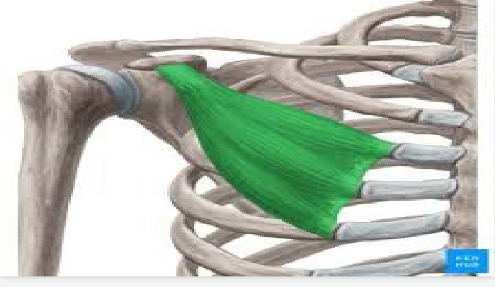 <p>upper body </p>