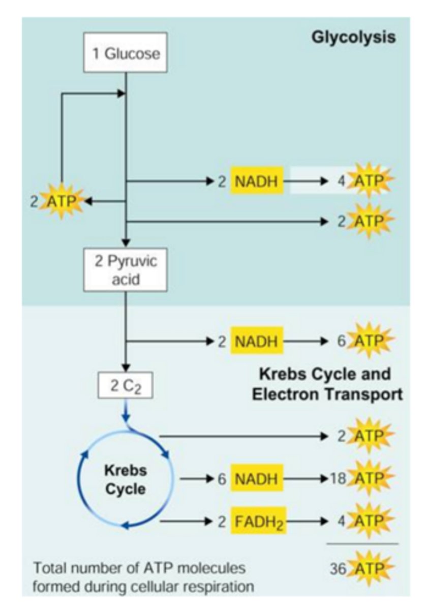 <p>32 ATP per glucose for bacteria</p><p>30 ATP per glucose for eukaryotes</p>