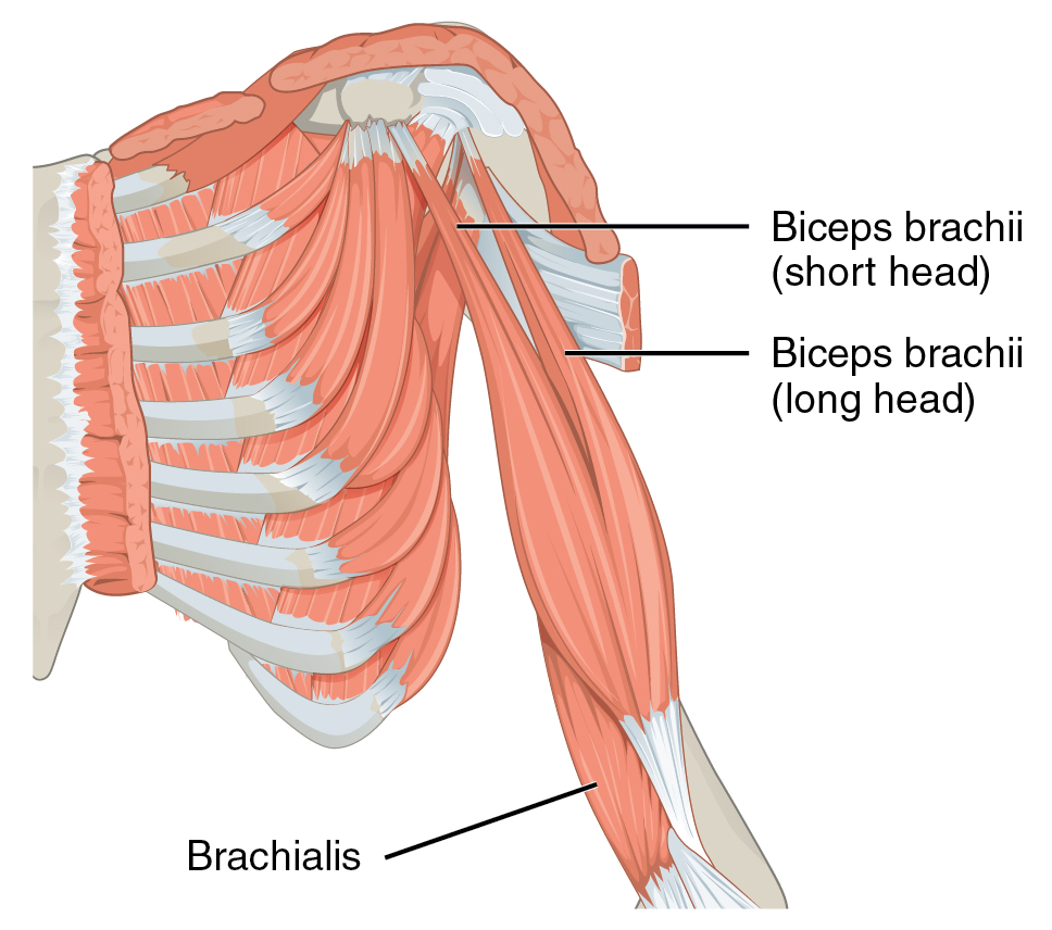 <p>Biceps Brachii</p>