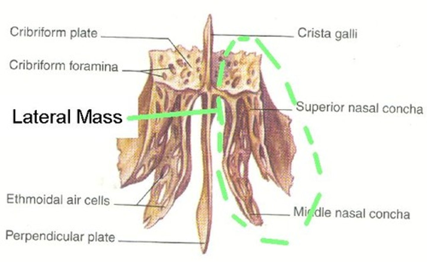 <p>Lateral projections of the ethmoid bone, contain hollow spaces that are the ethmoid sinuses (or air cells).</p>