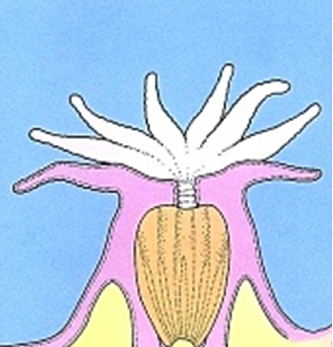 <p>Region observed in phylum Cnidaria</p>