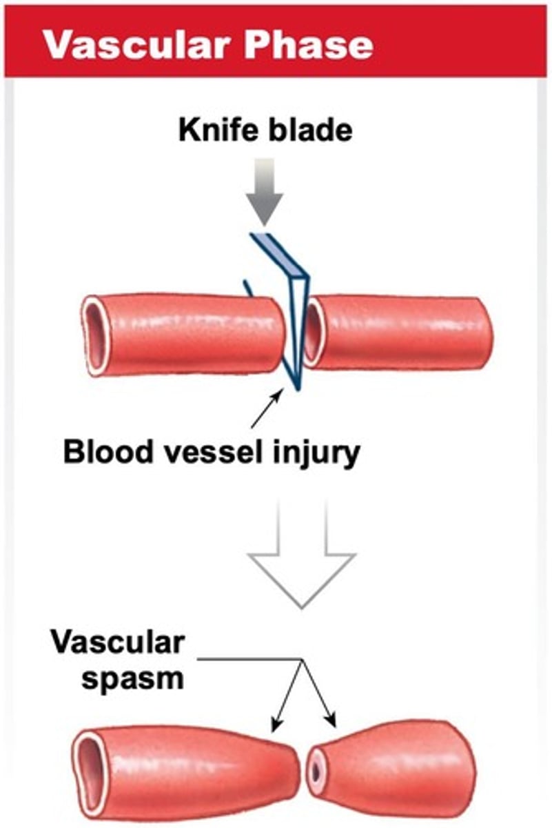 <p>Fastest phase of haemostasis with vascular spasm.</p>