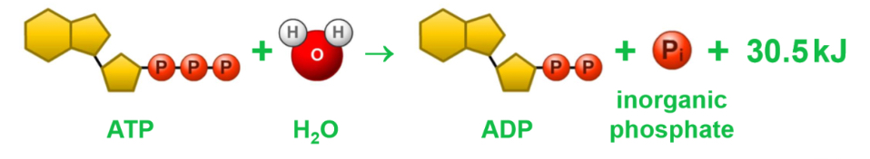<ul><li><p>synthesis - of large molecules</p></li><li><p>transport - pumping molecules across cell membranes </p></li><li><p>movement - protein fibres in muscle cells </p></li></ul><p></p><ul><li><p>In cells, <strong>one of the phosphate groups in ATP is removed by a hydrolysis reaction, to produce ADP and release energy</strong></p></li><li><p>This energy is used in cellular processes, mainly synthesis, transport and movement</p></li><li><p>ATP is resynthesized from ADP in concentration reactions</p></li><li><p>ATP is relatively unstable, but it is a good <strong>immediate energy source</strong></p></li></ul><p></p>