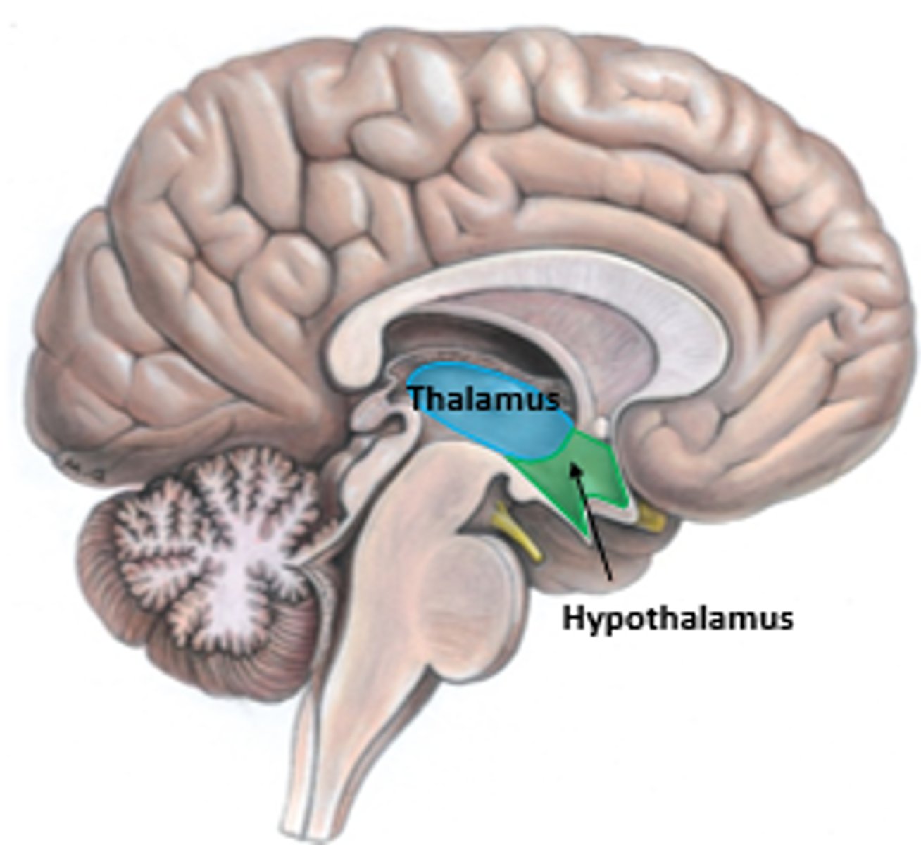 <p>Between the midbrain and cerebrum.</p><p>Function: Sensory switchboard. All senses go to the thalamus and then to the cortex. ALL senses but smell.</p>