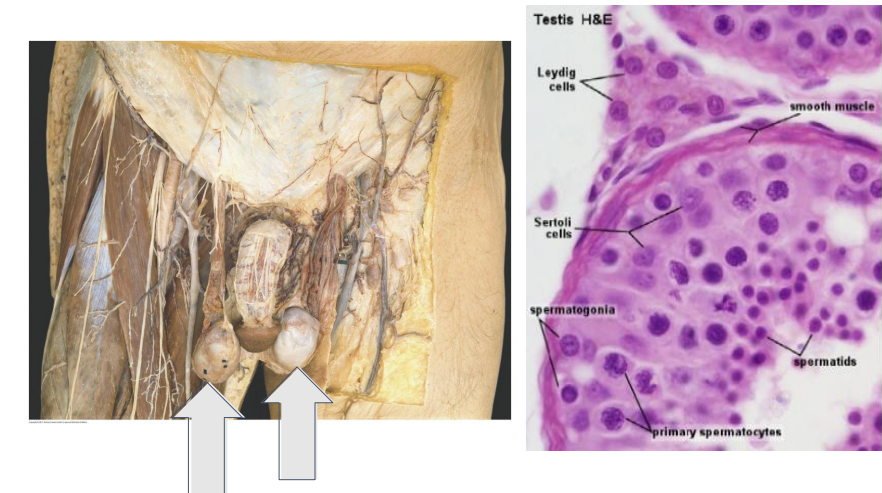 <p>- testicular interstitial cells (Leydig) between the seminiferous tubules are stimulated by LH from Anterior Pituitary to produce testosterone required to stimulate spermatogenesis</p>