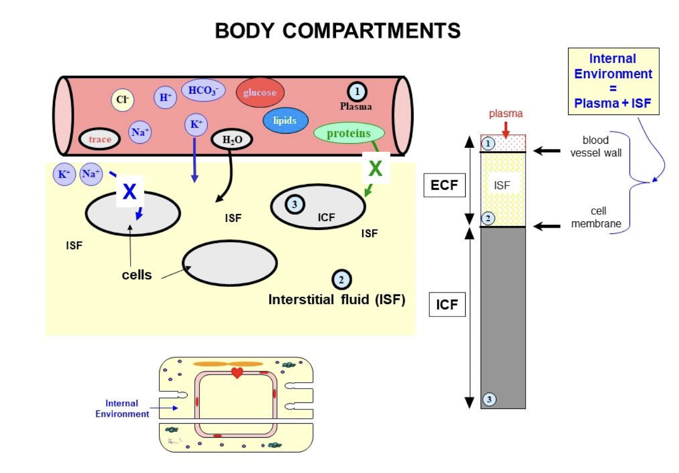 <ul><li><p><strong>ICF</strong> separated from <strong>ECF</strong> by <strong>single lipid bilayer</strong></p><ul><li><p>Permeable to lipophilic substances (gases, hydrophobic hormones)</p></li><li><p>Impermeable to hydrophilic substances (glucose and ions)</p></li></ul></li><li><p><strong>ISF</strong> is separated from <strong>plasma </strong>by a <strong>blood vessel wall</strong></p><ul><li><p>Permeable to most small substances</p></li><li><p>Impermeable to large substances (large proteins, cells, and viruses)</p></li></ul></li></ul><p></p>