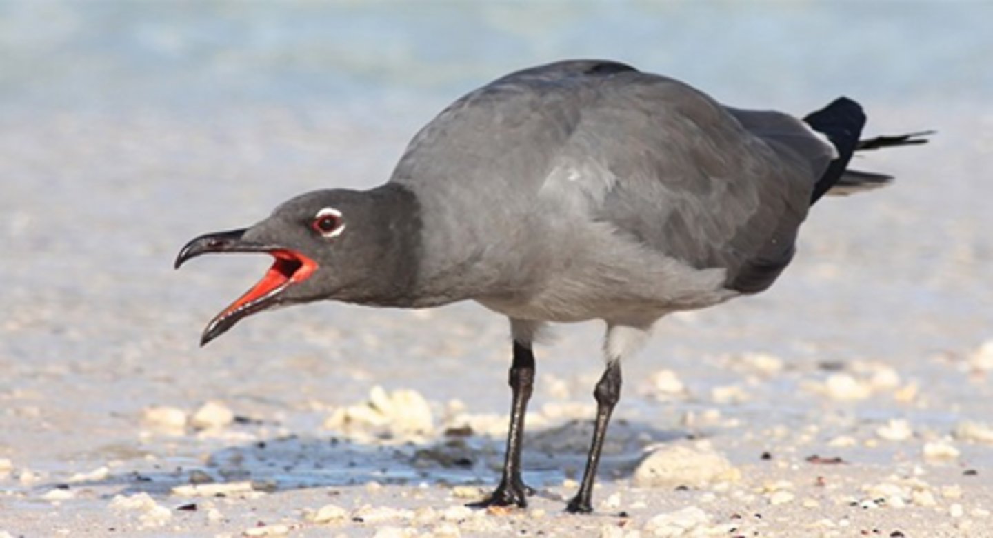 <p>Lava Gull (5 facts)</p><p>- 1 Diet/Prey</p><p>- 1 Size/Color</p><p>- 1 Reproduction/Displays</p><p>- 2 Other</p>