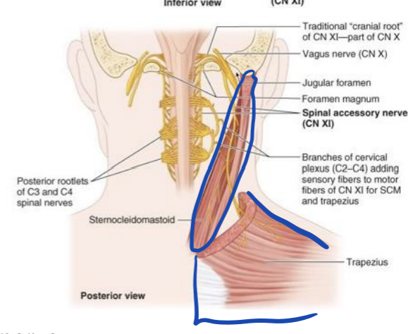 <p>CN XI - motor</p><p>o: medulla</p><p>p: jugular foramen (CN IX, X, XI)</p><p>f: sternocleidomastoid m. + trapezius m.</p>