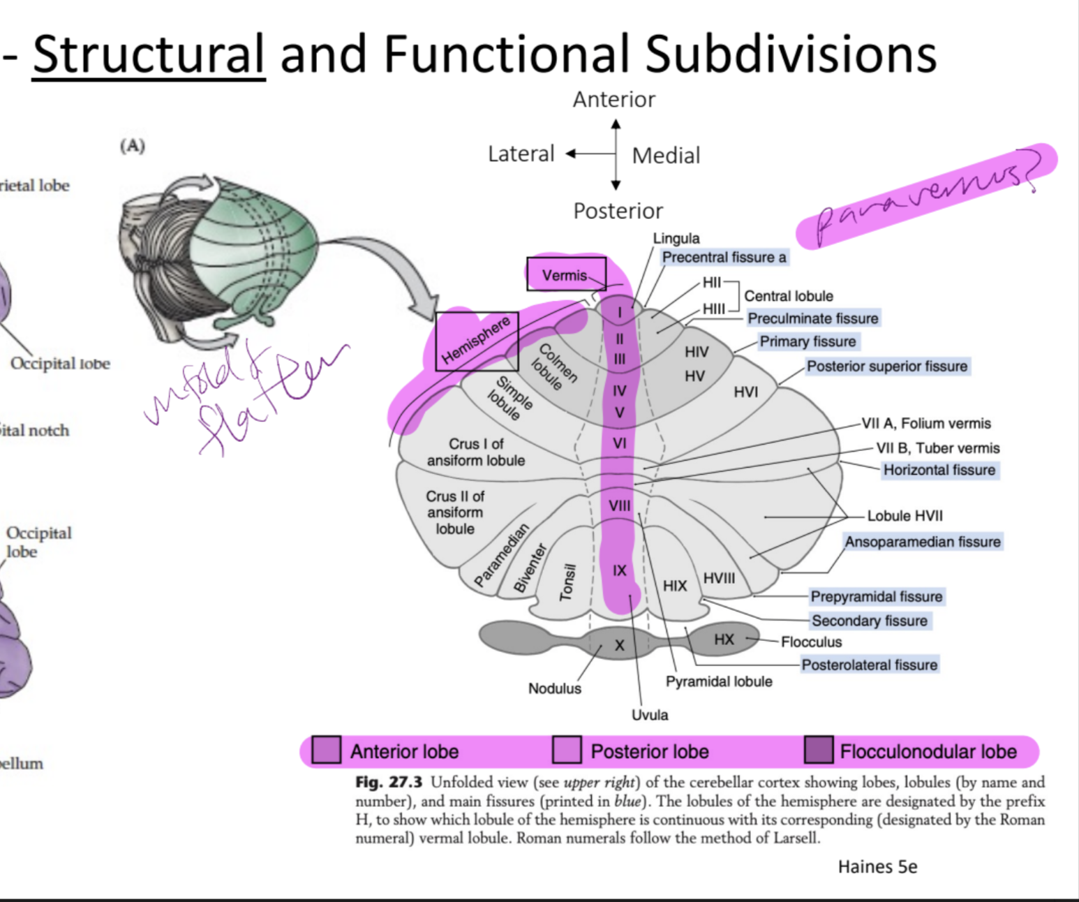 vermis, hemisphere, paravernis, anterior lobe, posterior lobe, flocculonodular lobe