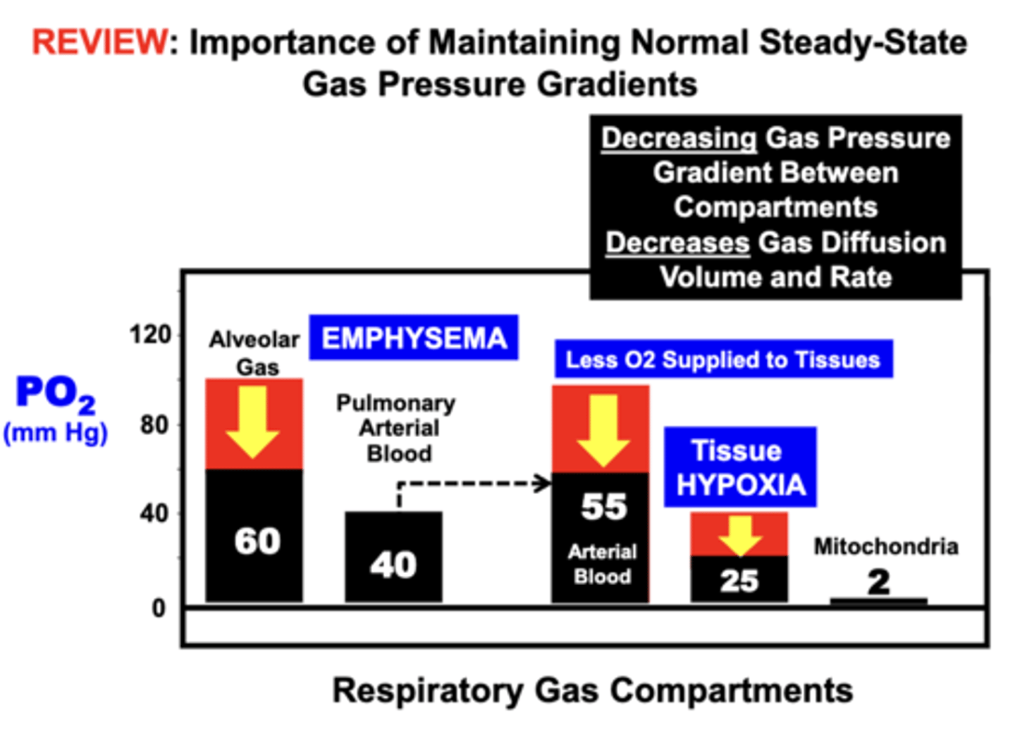 <p>gas diffusion volume and rate between compartments</p>