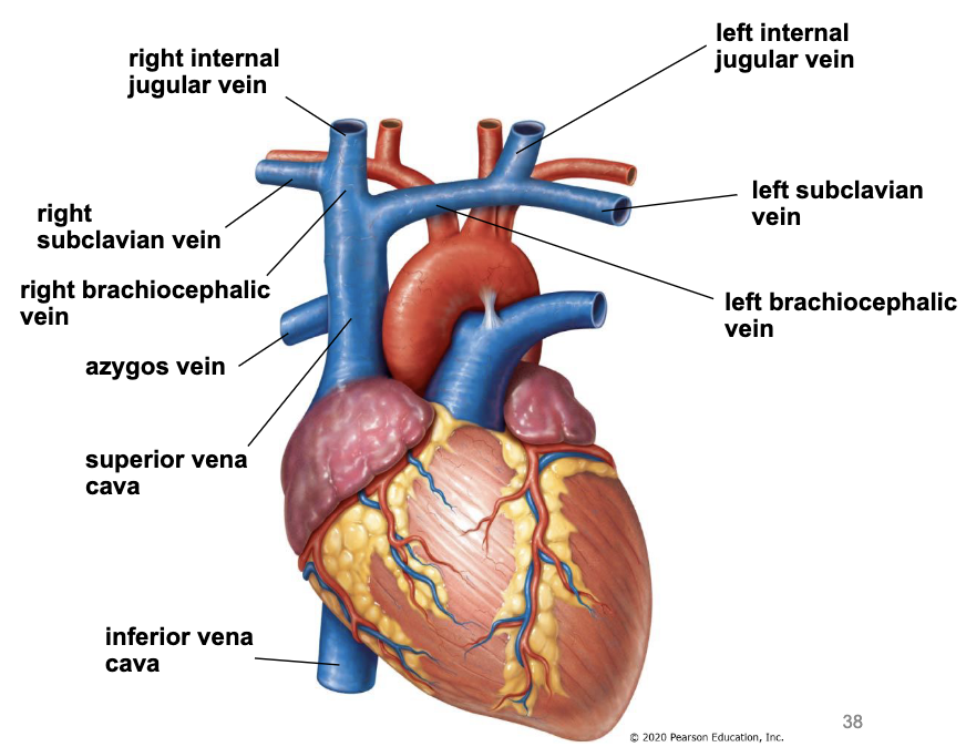 <ul><li><p><u>internal jugular veins & subclavian veins</u> join to form <u>brachiocephalic veins</u></p></li><li><p><u>brachiocephalic veins</u> join to form <u>SVC</u></p></li><li><p><u>azygos vein</u> joins the back of <u>SVC</u></p></li><li><p><u>IVC</u> returns blood from the abdomen, pelvis, and lower limbs</p></li></ul><p></p>